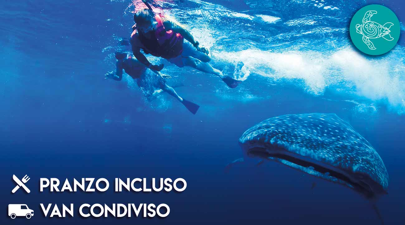 escursione-incontro-squalo-balena-copertina-mayavacanze
